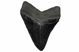Fossil Megalodon Tooth - South Carolina #360786-2